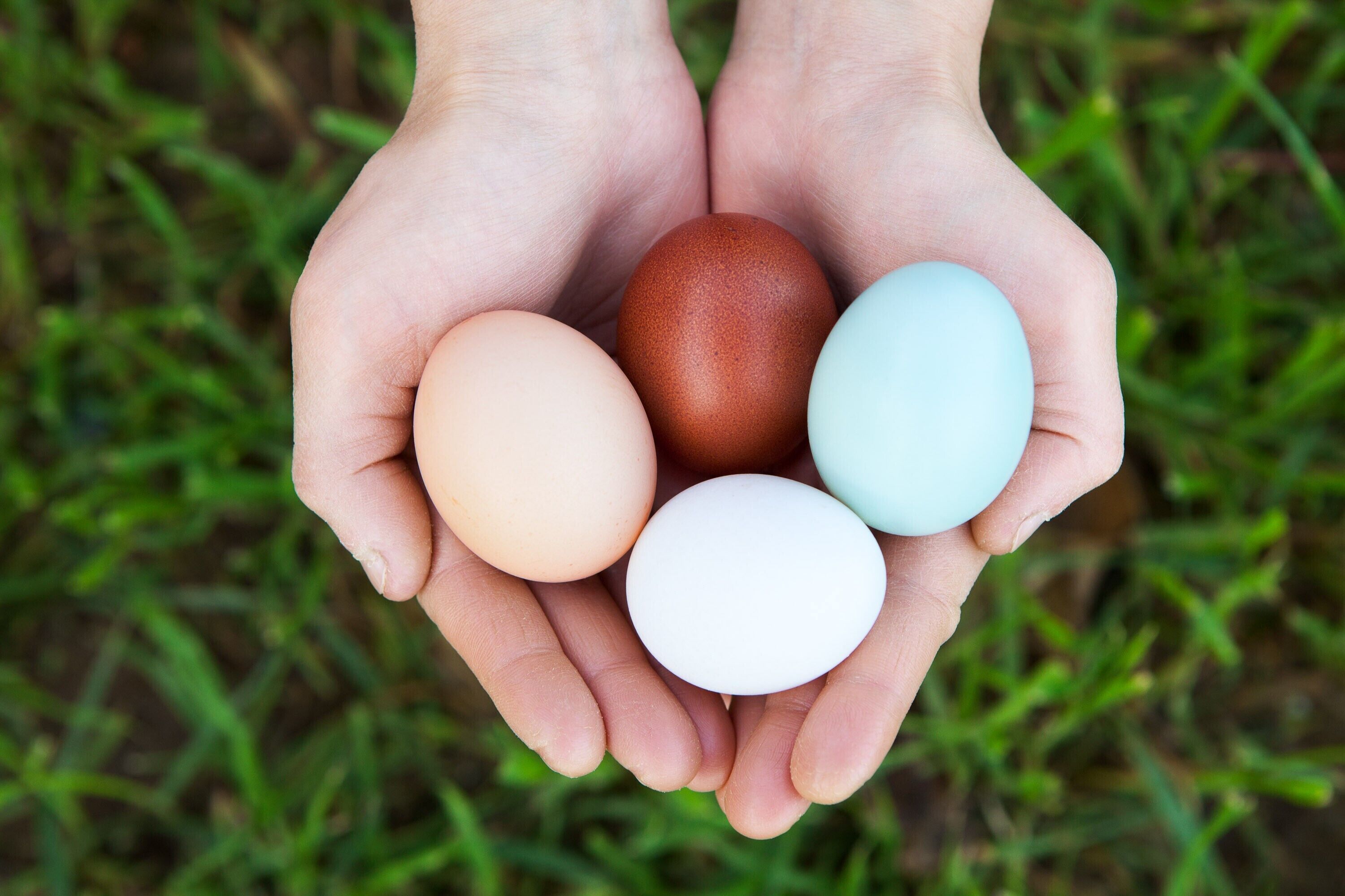Four eggs held in hands with a grassy background.