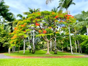 A lush garden with a prominent tree bearing bright red flowers, surrounded by various tropical trees and a well-maintained lawn.