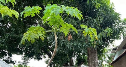 Pousada Alecrim