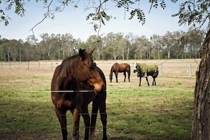 Un espacio al aire libre cercado con caballos.