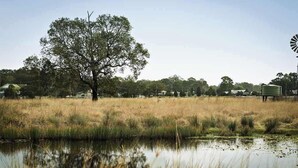 Paesaggio rurale con un grande albero, un mulino a vento e uno specchio d'acqua.
