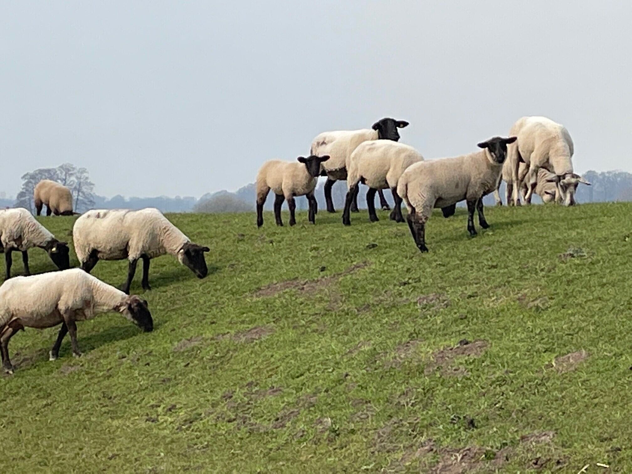 A group of sheep grazing on a grassy hill.