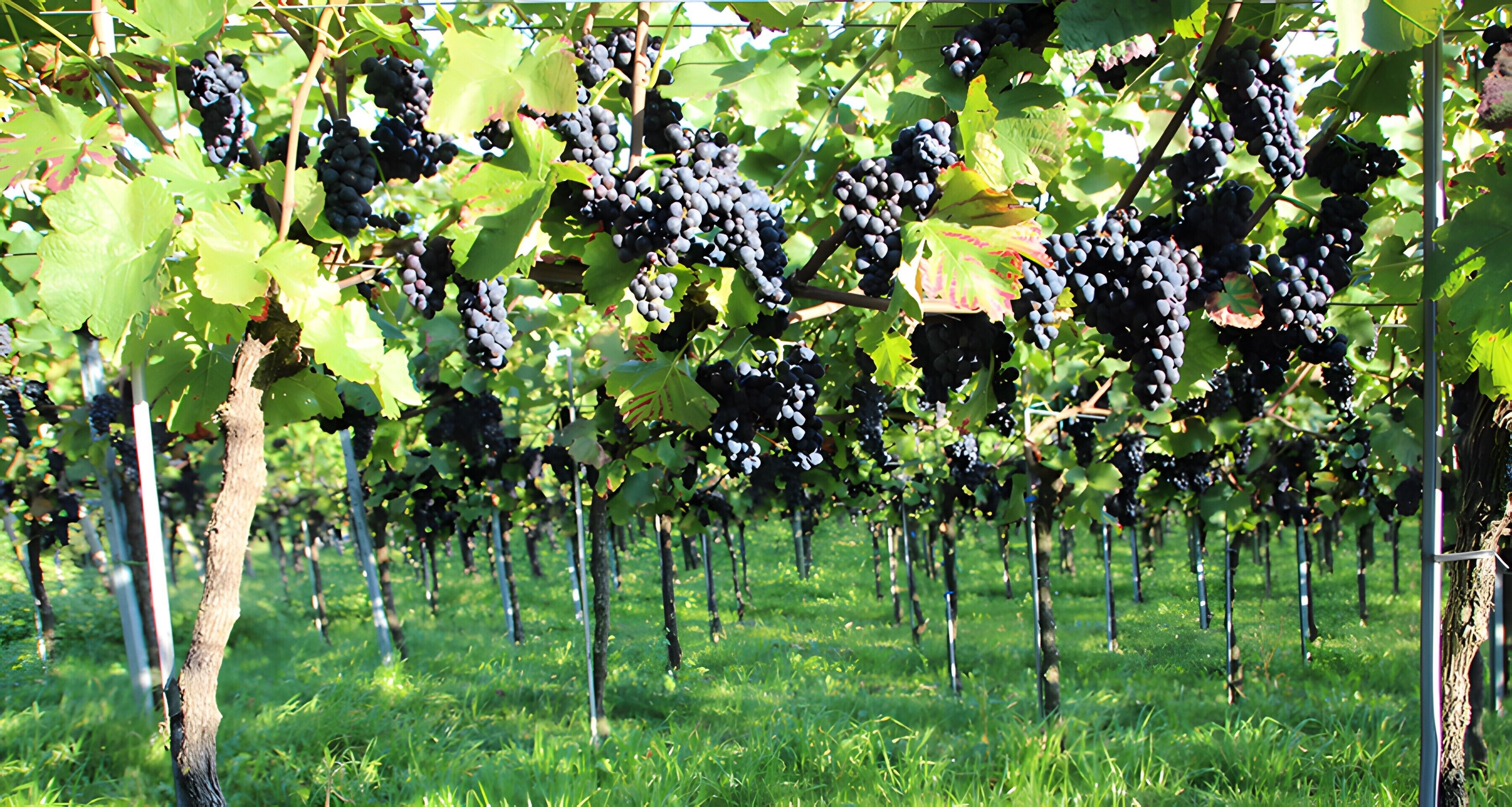 A vineyard with rows of grapevines.