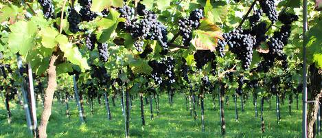 A vineyard with rows of grapevines.