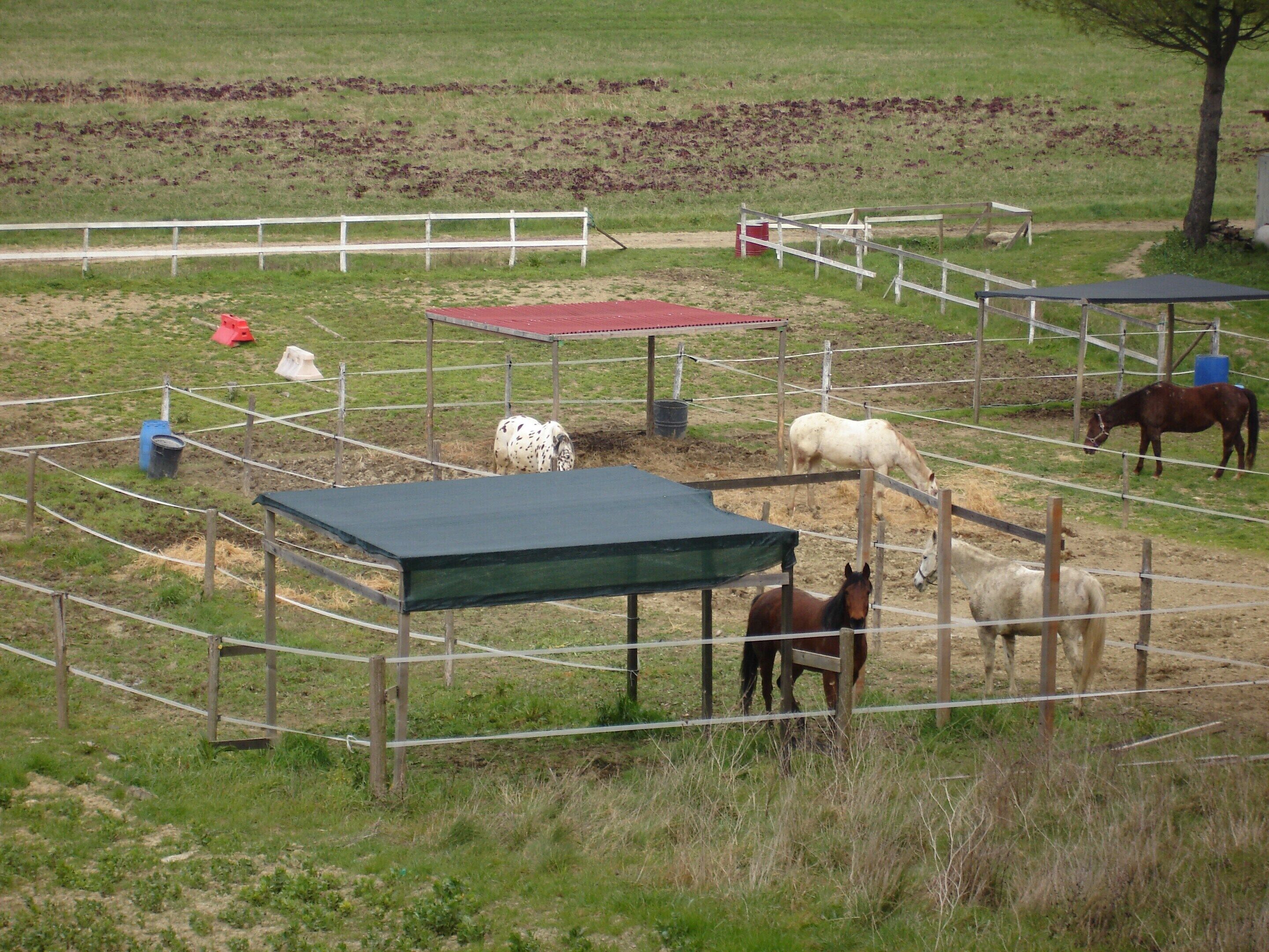 A fenced outdoor area with horses, a red-roofed shelter, and a white fence.