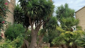 Property grounds - Relax Star House. An oasis of peace in the heart of Salento (Presicce-Acquarica)