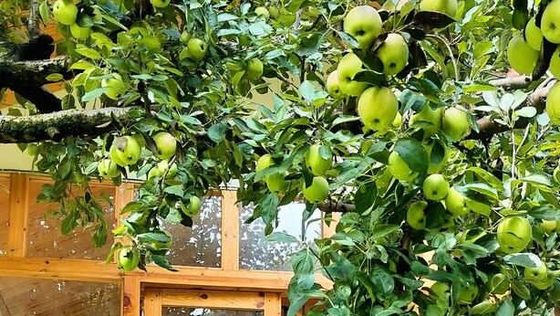 A rustic wooden building with a covered seating area and a tree with green apples. - nine Apple Resort Dharali Harsil (Bhatwari)