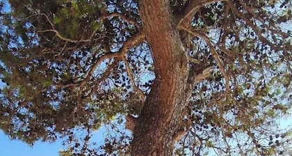 Geräumige Villa Cosy mit Meerblick, nahe Strand, Flughafen und Trogir