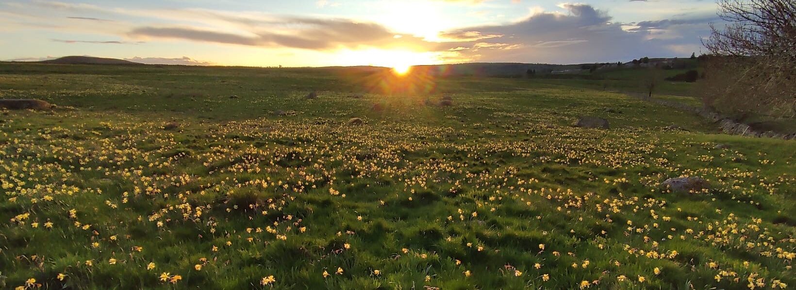 Ein Sonnenfeld voller gelber Blumen.