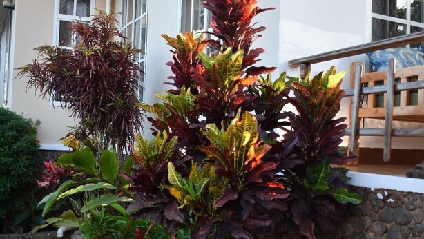 A building with a balcony, a stone retaining wall, and various plants. - kili Kivuli  (Moshi)