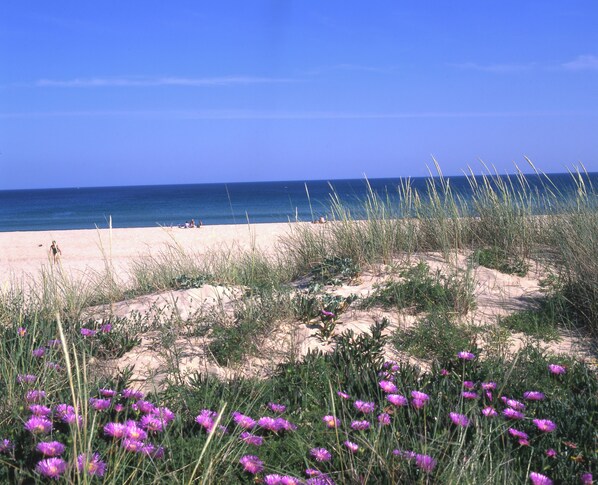 A beach with sand dunes and purple flowers in the foreground.
