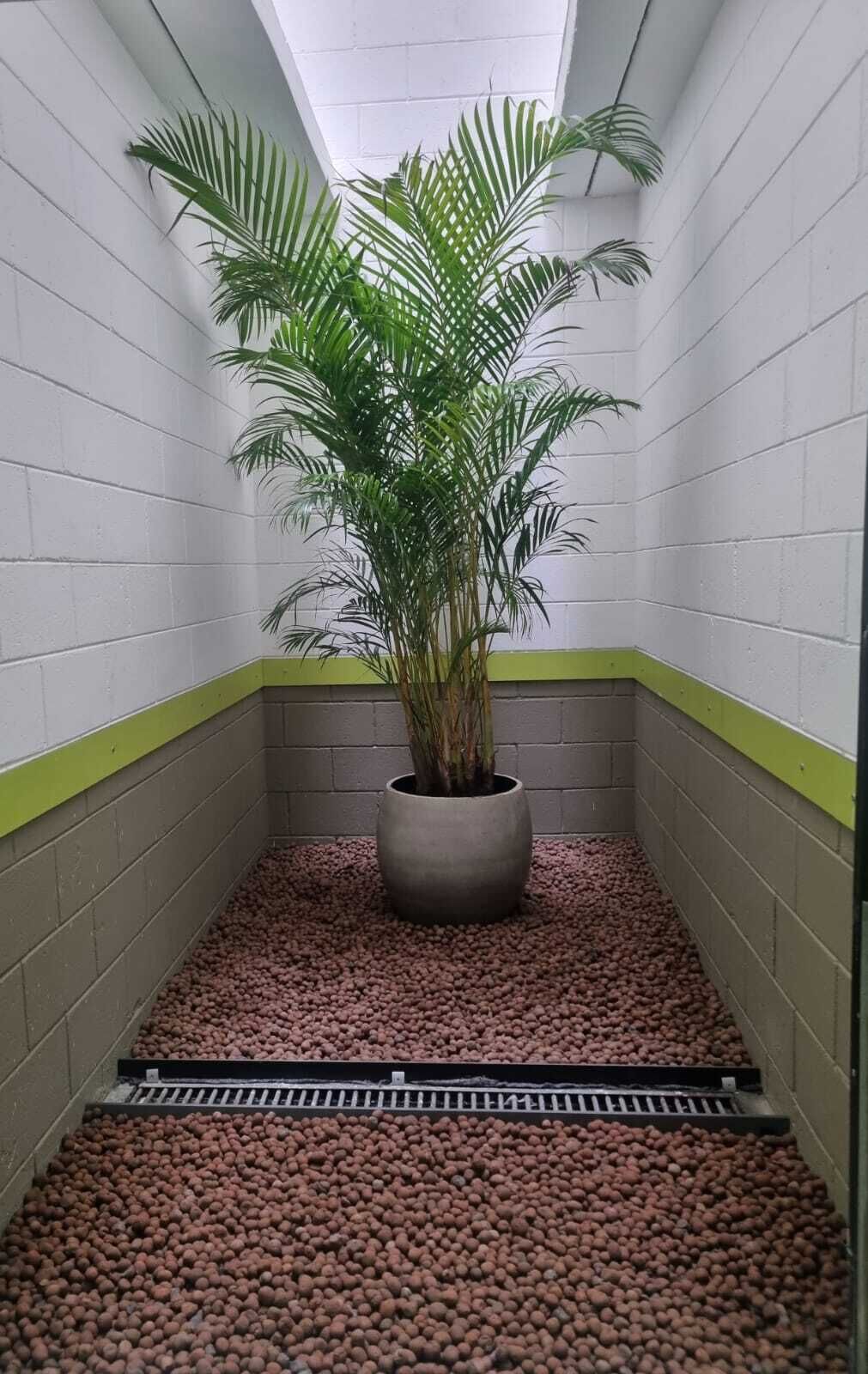 A narrow hallway with white walls, a green baseboard, and a large potted plant in the center.