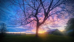 Un árbol en un campo cubierto de hierba con un atardecer al fondo.