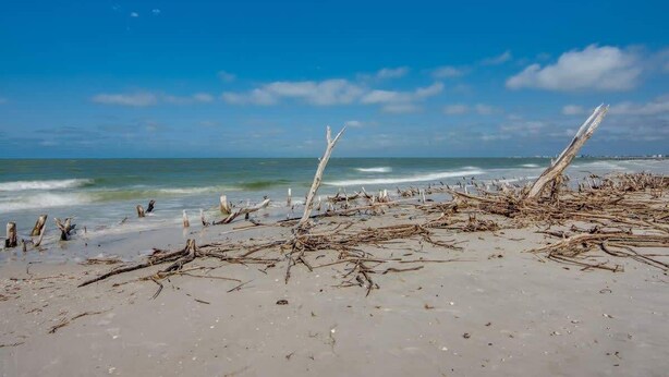 Une plage avec du bois flotté et du sable.