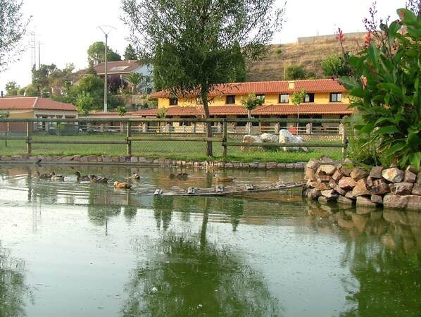 A pond with ducks, surrounded by a fence and stone walls.