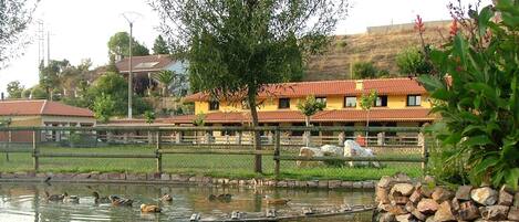 A pond with ducks, surrounded by a fence and stone walls.