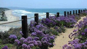 Una passeggiata costiera con fiori viola e una spiaggia sullo sfondo.