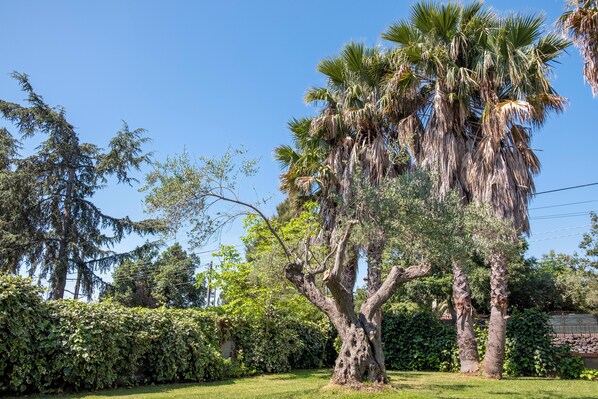 A tree-lined garden with a large palm tree and a variety of other trees.