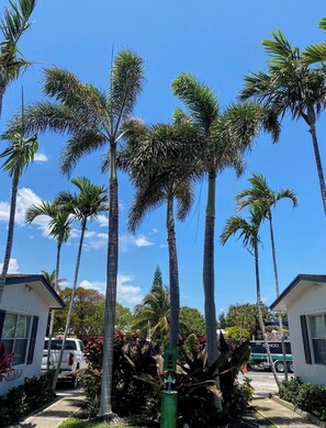 Una hilera de palmeras, un edificio blanco y un vehículo verde en un estacionamiento.