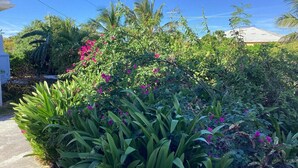 A lush garden with various plants and flowers, including pink blooms, and a clear blue sky. - Colwins #2 For Families/Couples/Singles Sleeps 4 (Cockburn Town)