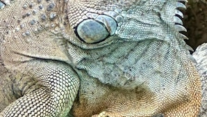 A close-up of an iguana on a tree branch.