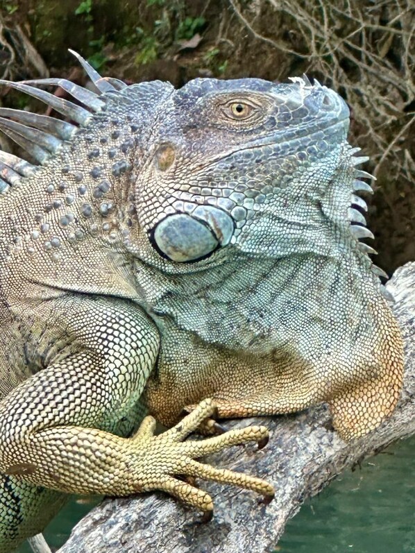 A close-up of an iguana on a tree branch. - Rio Nino Lodge (San José)