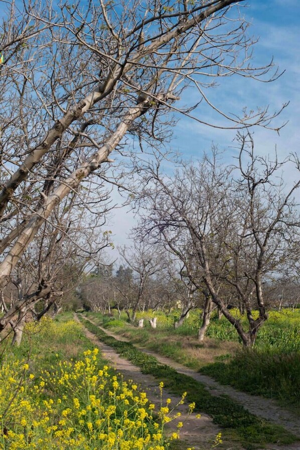 Un camino serpentea por un huerto bordeado de árboles con flores amarillas en primer plano.