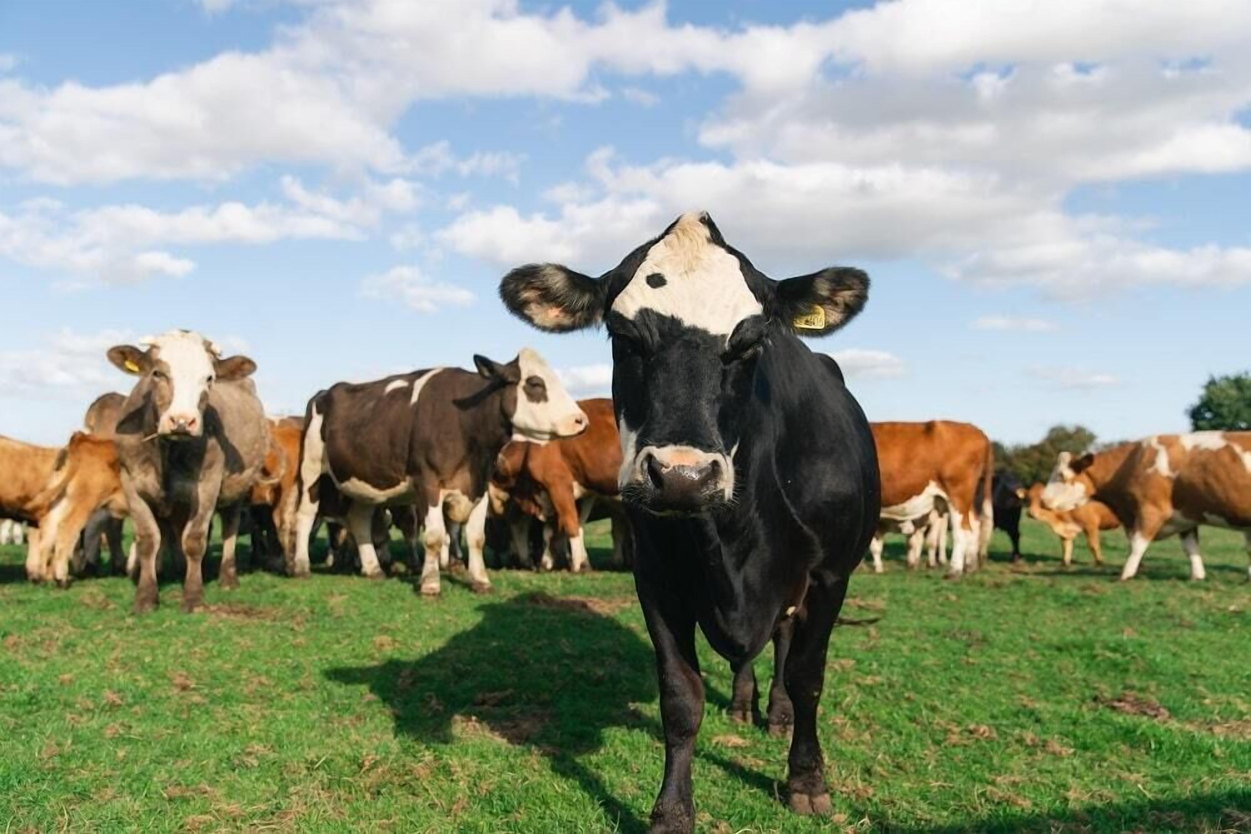 A herd of cows in a grassy field.
