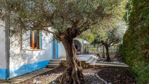 A tree with a thick trunk and a well-maintained garden area with stepping stones and pebbles.
