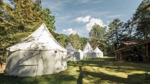 Une rangée de tentes blanches se dresse dans une zone boisée, avec un bâtiment visible au loin.