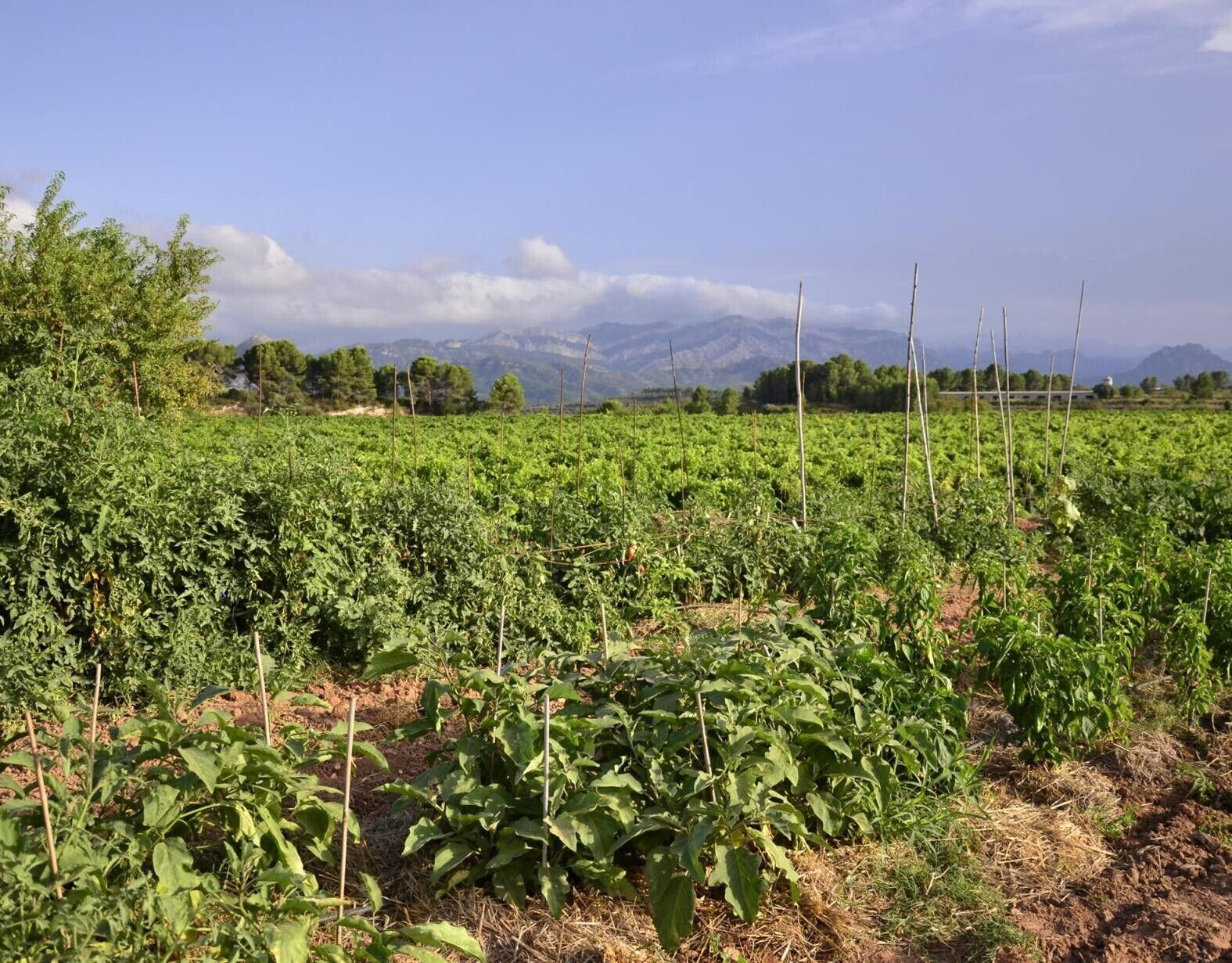 Campi coltivati con montagne sullo sfondo.