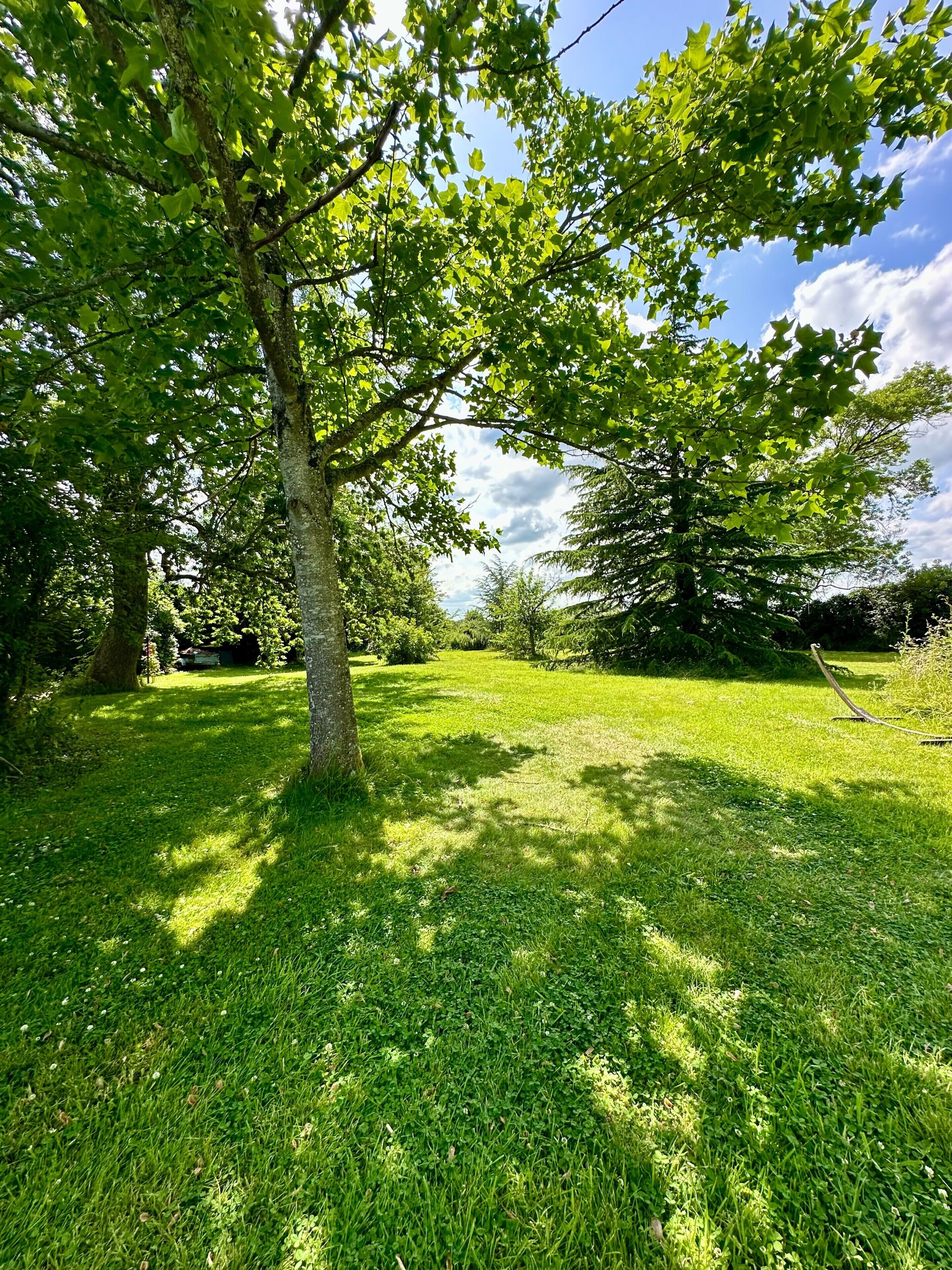 A grassy outdoor area with trees and a clear sky.