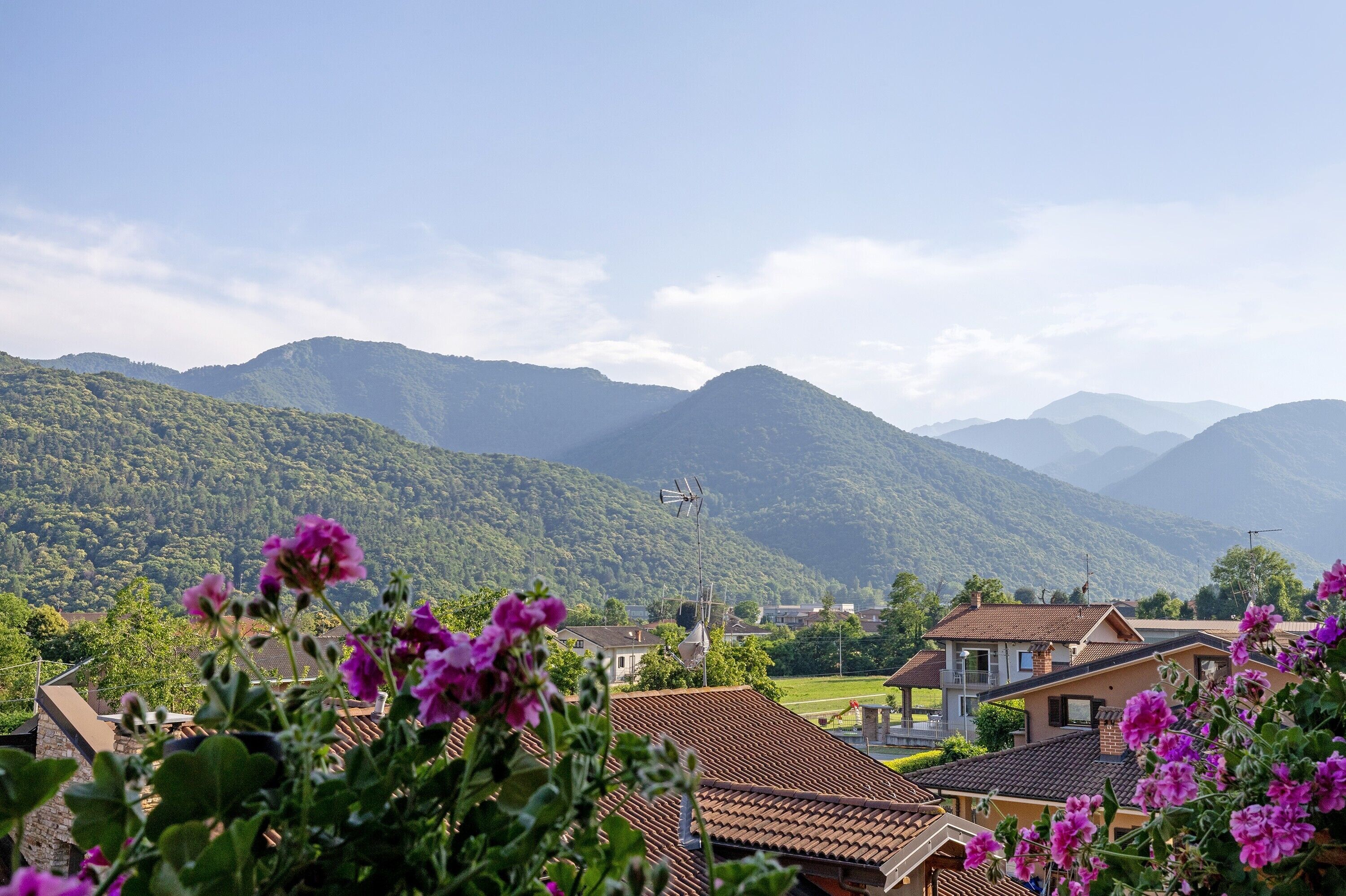 Ein Wohngebiet mit Häusern, einem Berg im Hintergrund und violetten Blumen im Vordergrund.