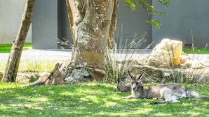A grassy area with three kangaroos resting near a tree and a large rock. - Cabin 60 - Lake Conjola (Lake Conjola)