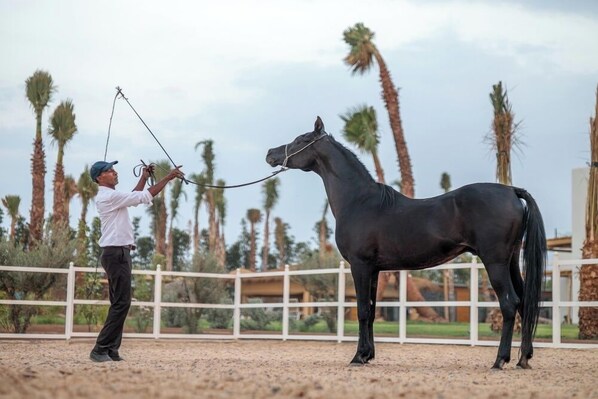 Une personne menant un cheval dans une arène en plein air, avec des palmiers en arrière-plan.