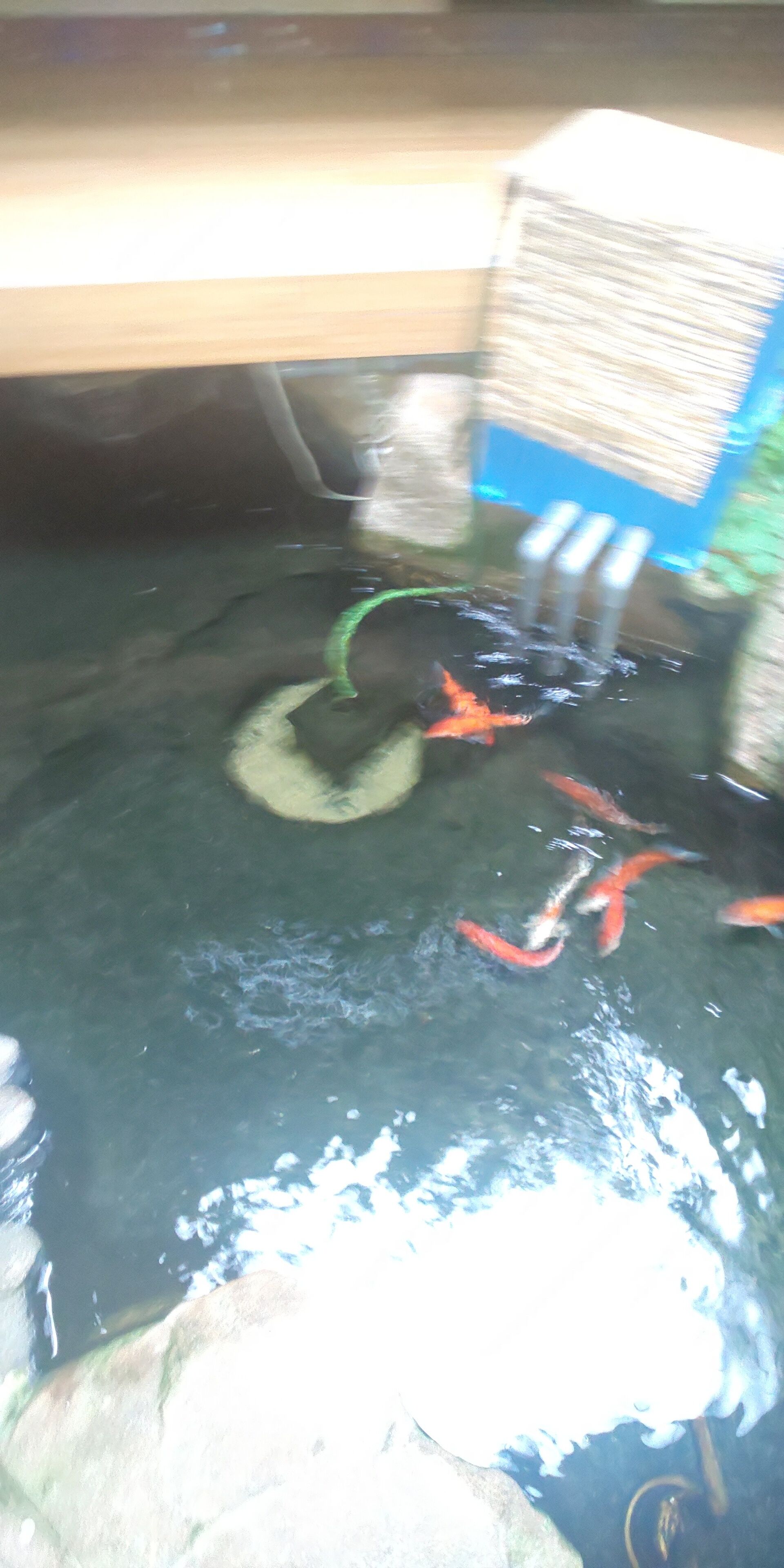 A fish pond with several fish, a green hose, and a blue sign.