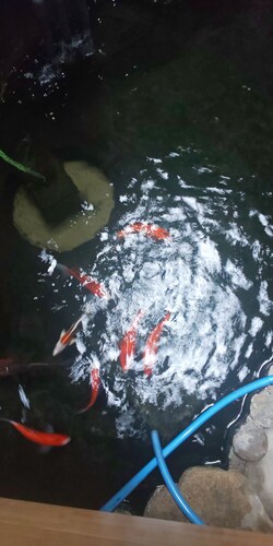 テラス / パティオ