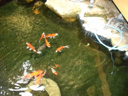 テラス / パティオ