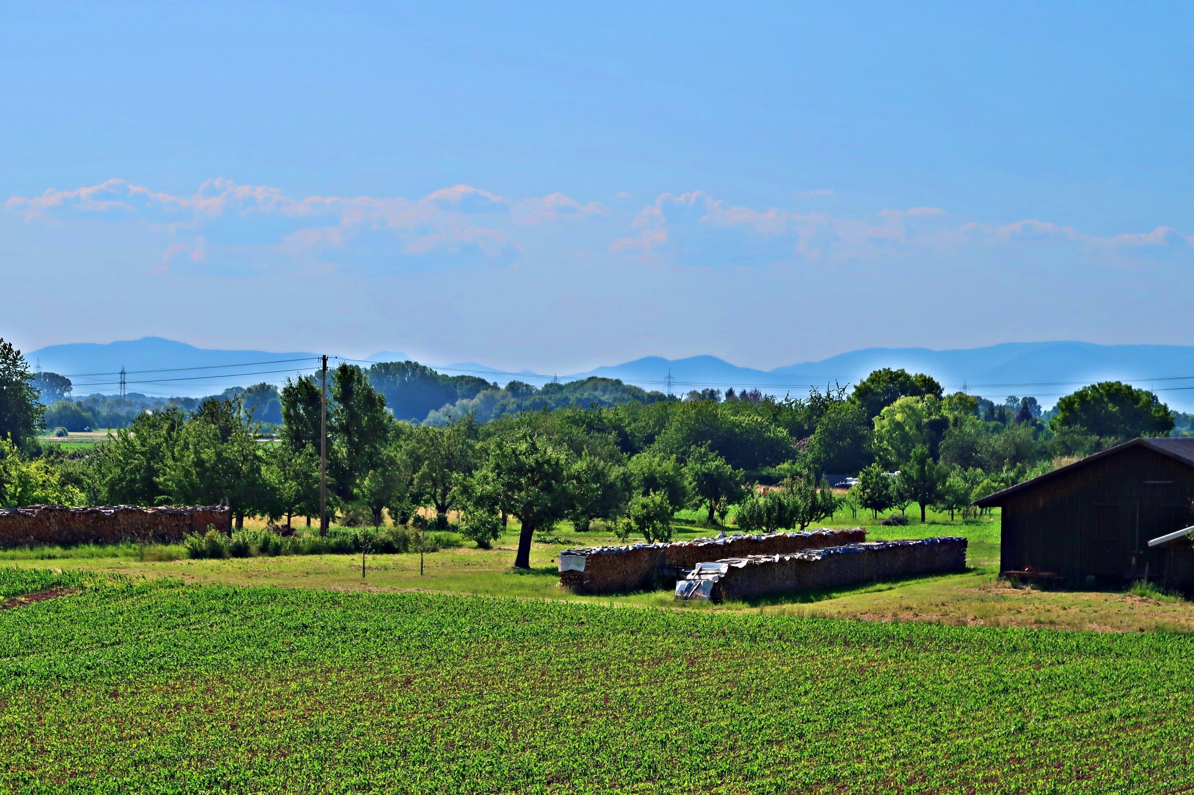 Un paysage rural avec des champs, des arbres et une grange.