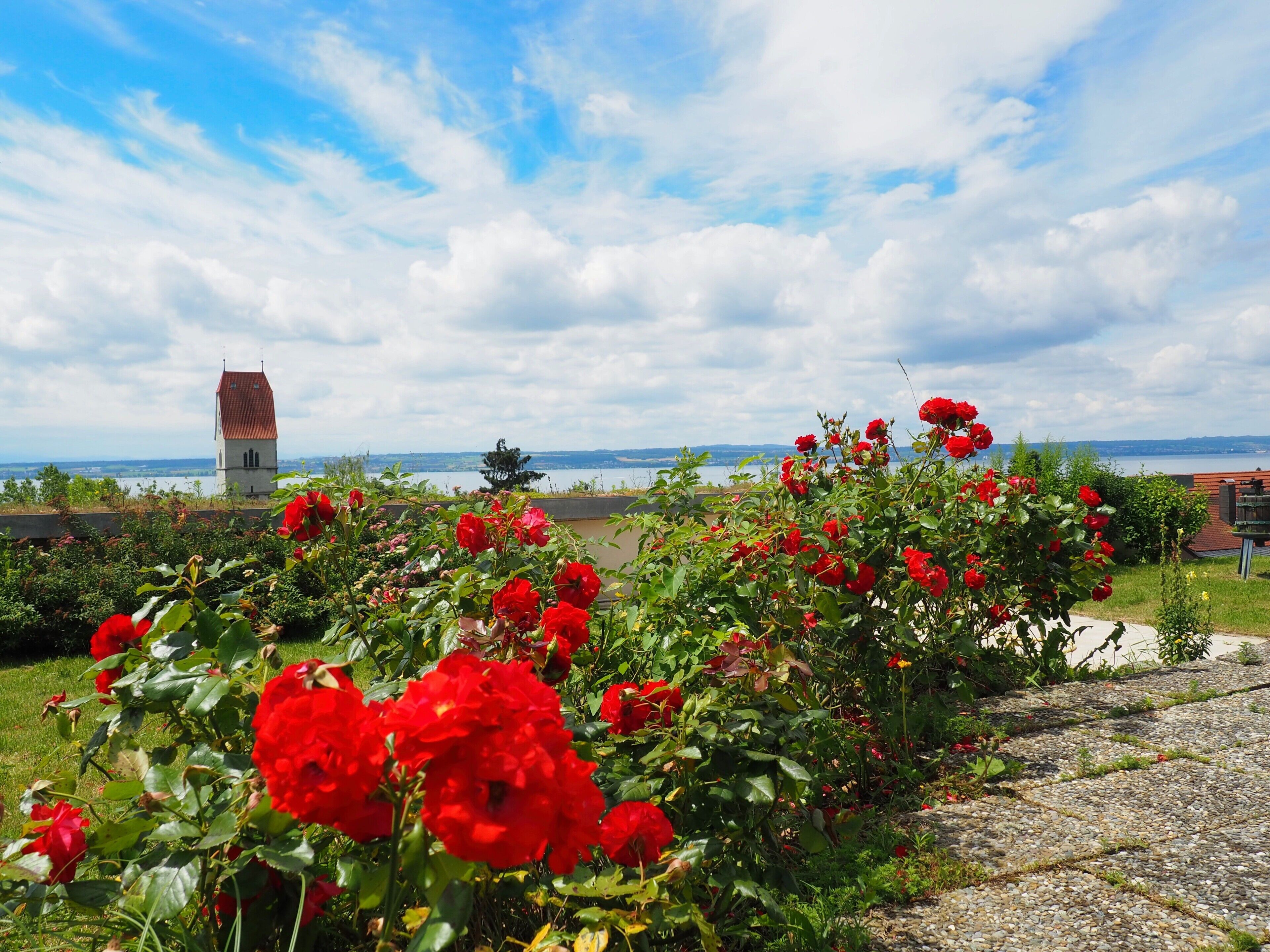 Un giardino con fiori rossi e una vista lontana di una torre.