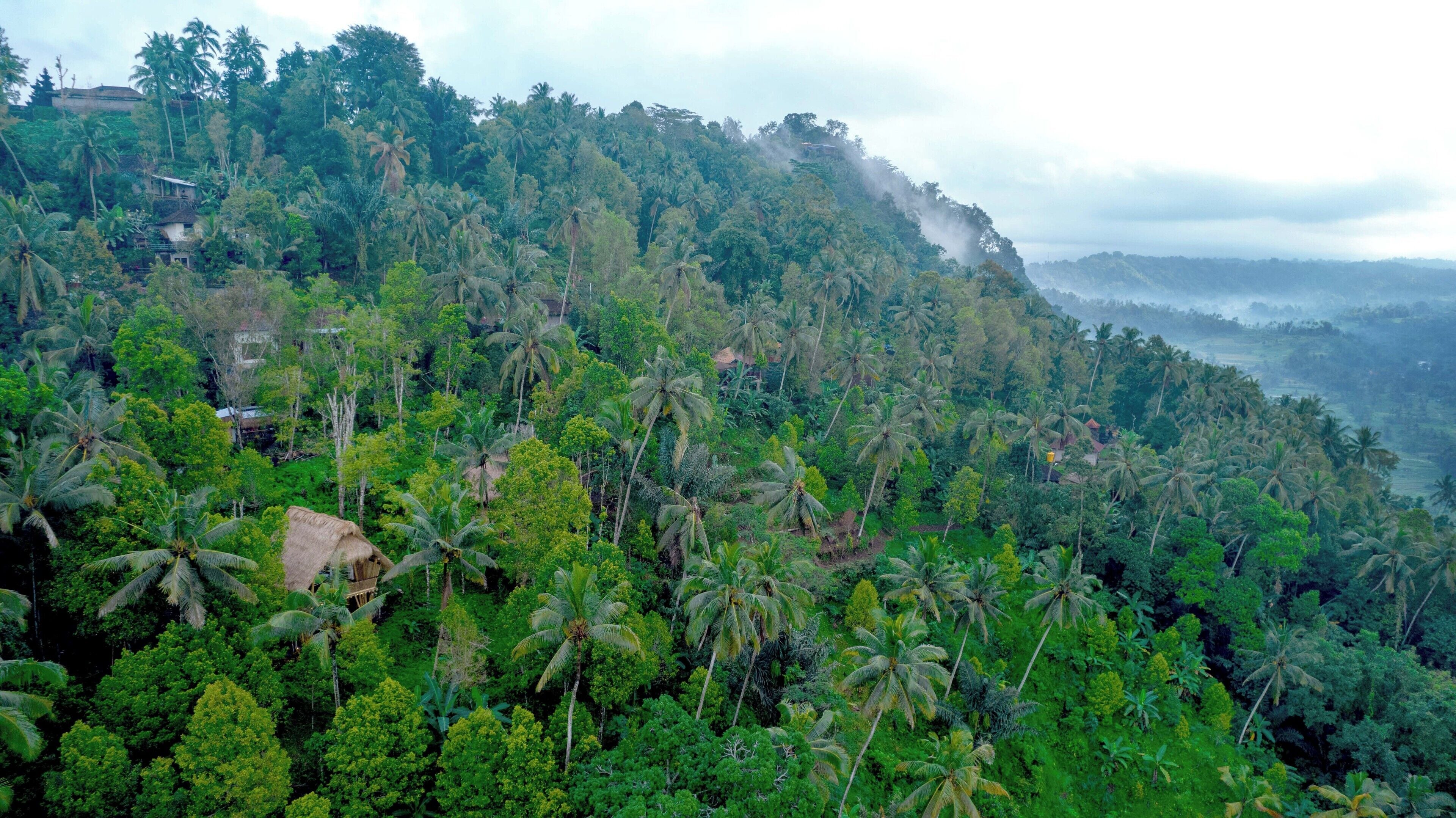 A lush, tropical landscape with dense palm trees and a steep hillside.