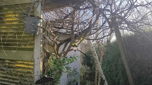 Un'area giardino con una struttura in metallo, un albero e una pianta in vaso.