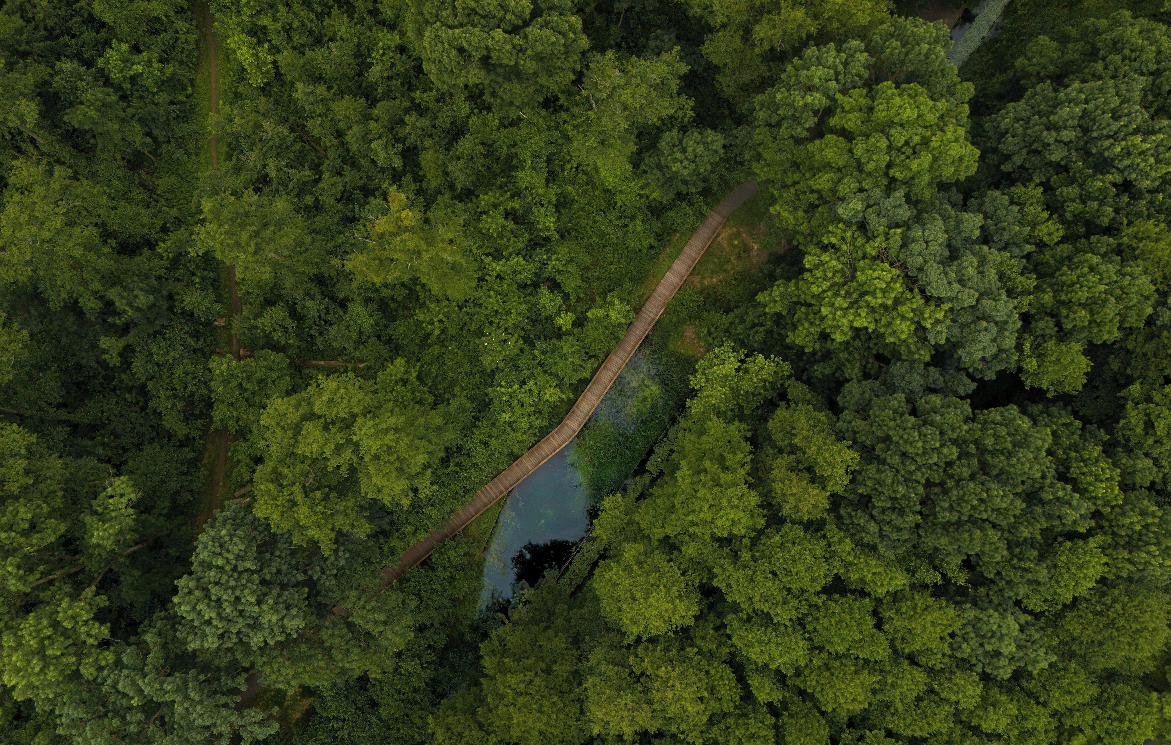 Vista aérea de un bosque denso con un estrecho puente de madera cruzando una pequeña masa de agua.