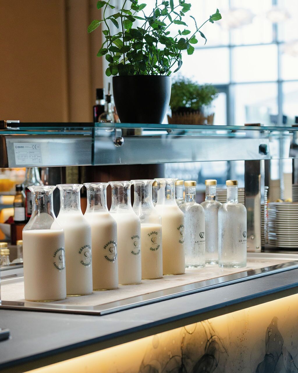 Zona de bar con diversas bebidas lácteas en botellas, una planta en maceta y una vitrina.
