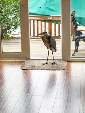 A bird standing on a mat at the entrance of a room with wooden flooring and a view of a deck and outdoor furniture. - Host Stay Quayside Cottage (Norwich)