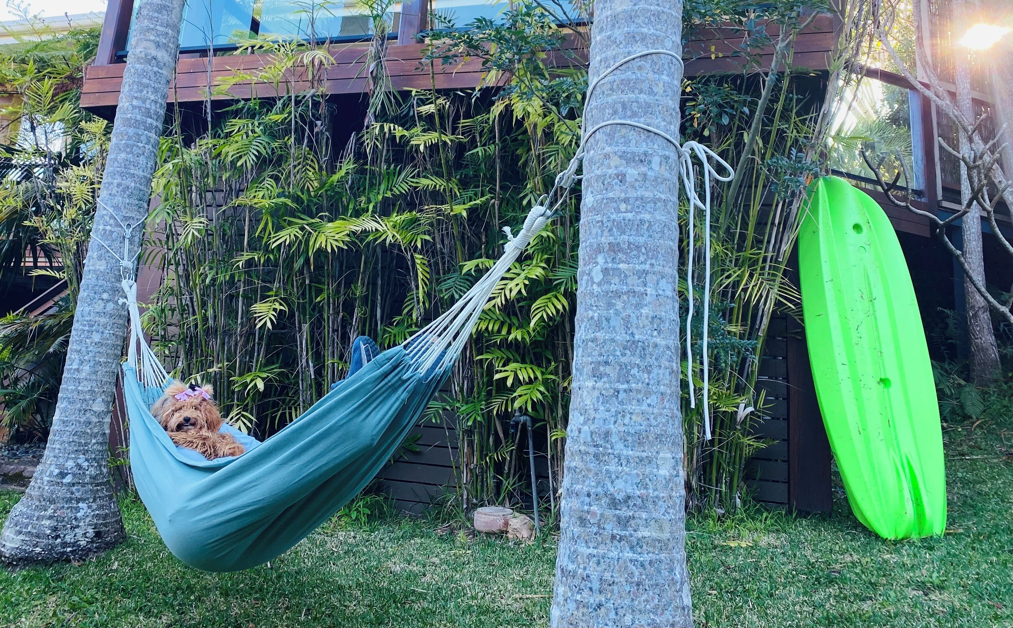 A hammock with a dog, a green surfboard, and lush greenery.