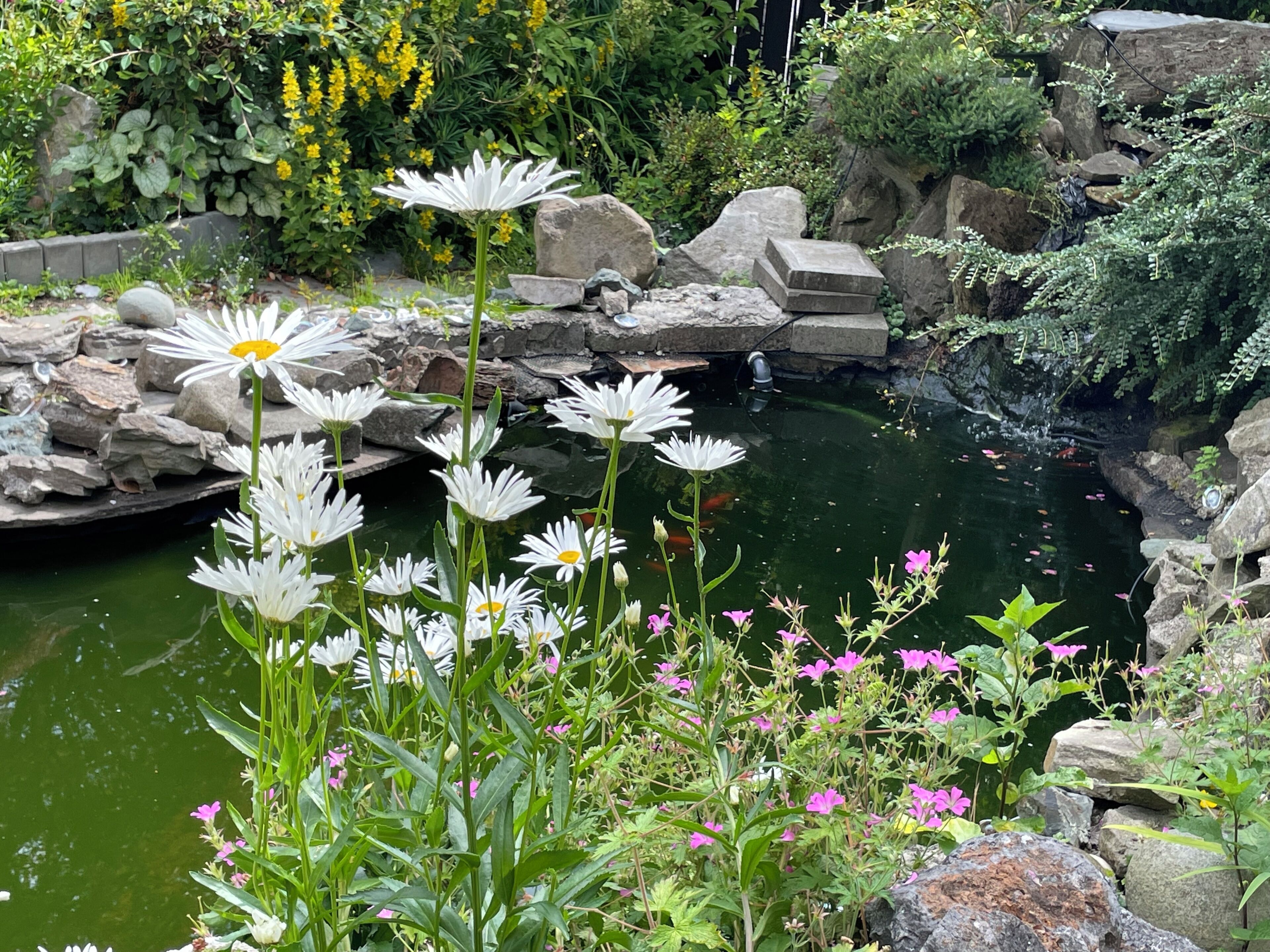 A garden with a pond, rocks, and various flowers.