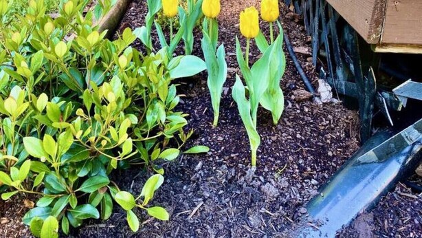 Um jardim com tulipas amarelas e arbustos verdes em frente a um edifício de madeira com varanda.