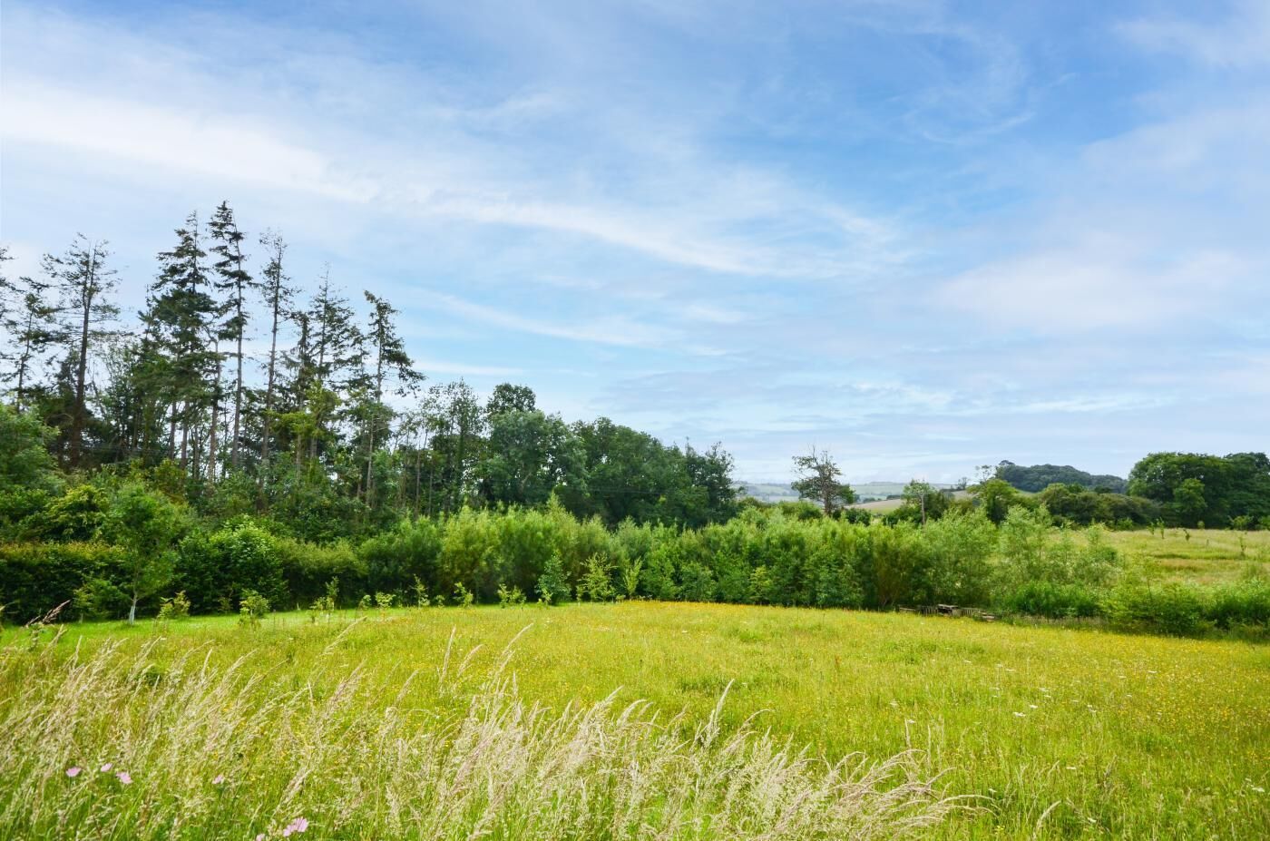 Un champ herbeux avec des arbres en arrière-plan.
