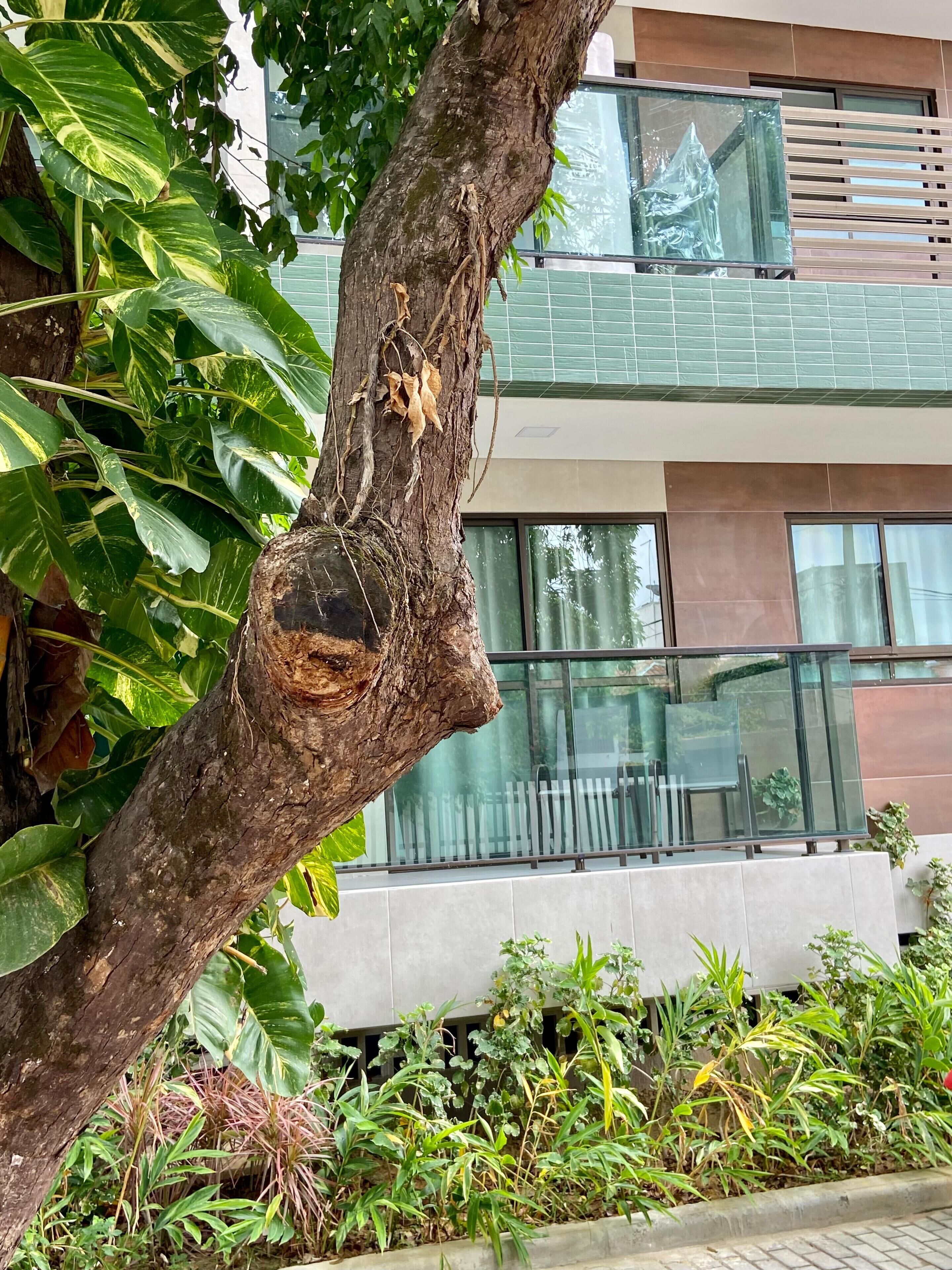 Un albero con un tronco nodoso e foglie verdeggianti davanti a un edificio moderno con ampie finestre e un balcone.